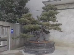 石雕花缸树池